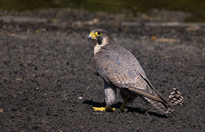 Einer der legendärsten und furchterregendsten Jäger der Welt