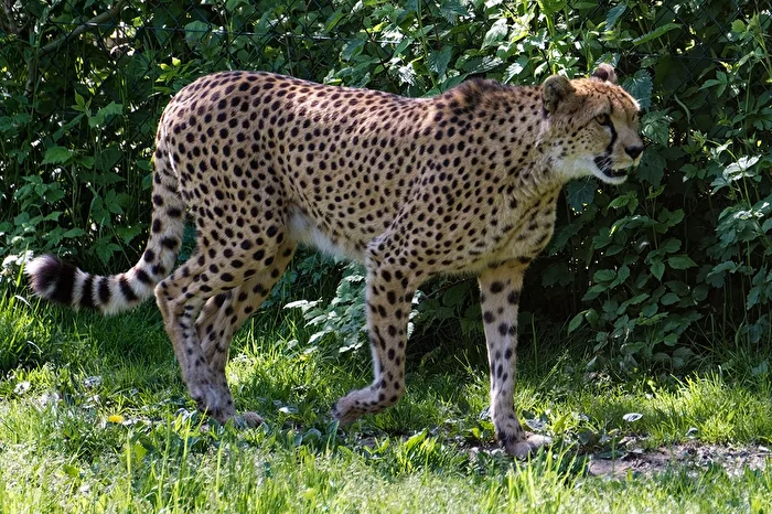 Cheetah