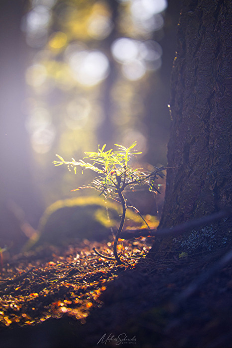 NEW  LIFE