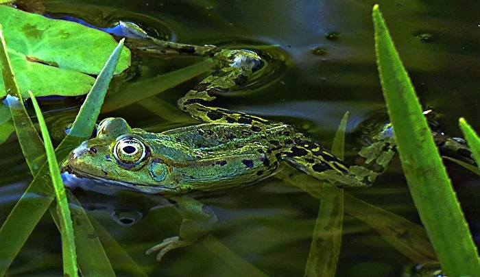 a green one looking for a bride