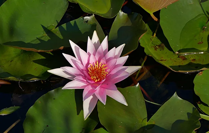 die Königin im Gartenteich
