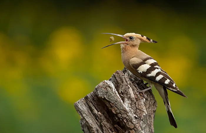 Hoopoe with Caterpillar
