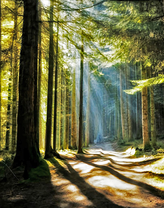 Wald (mit KI erstellt)