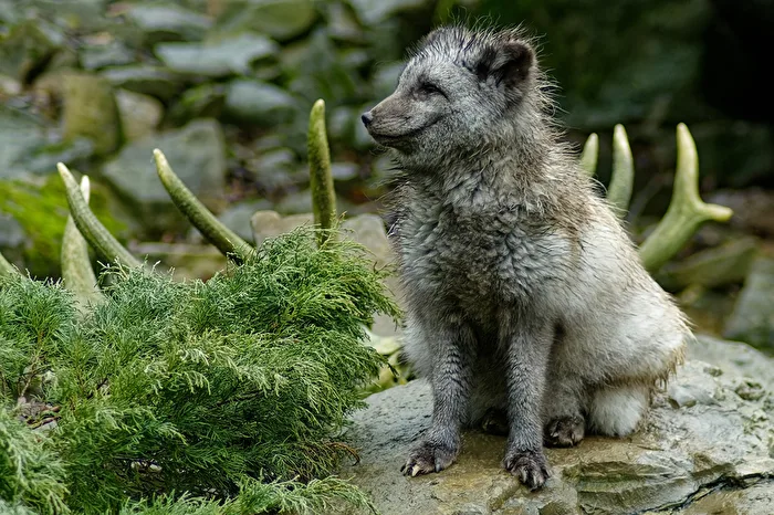 Arctic Fox