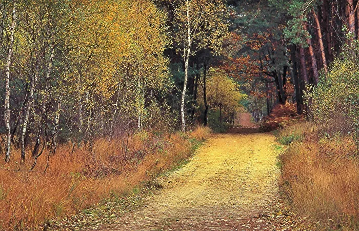 " Go Your Own Way " ( Fleetwood Mac )