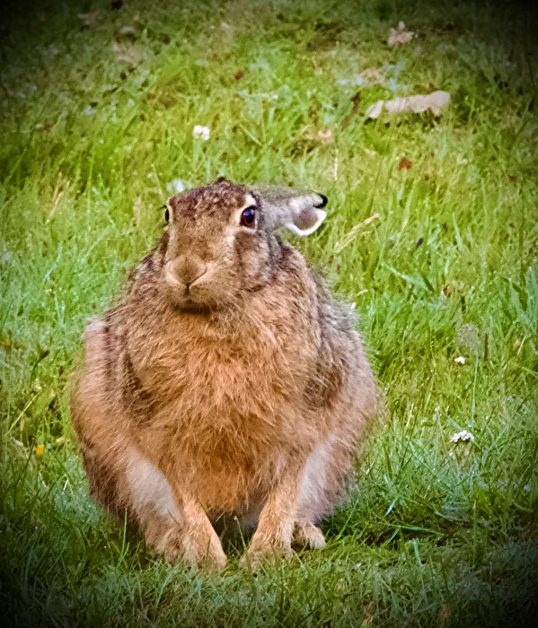 Hase