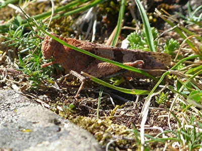 Heuschrecke