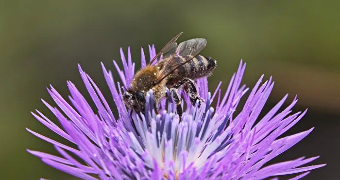 Mountain cornflower with bee