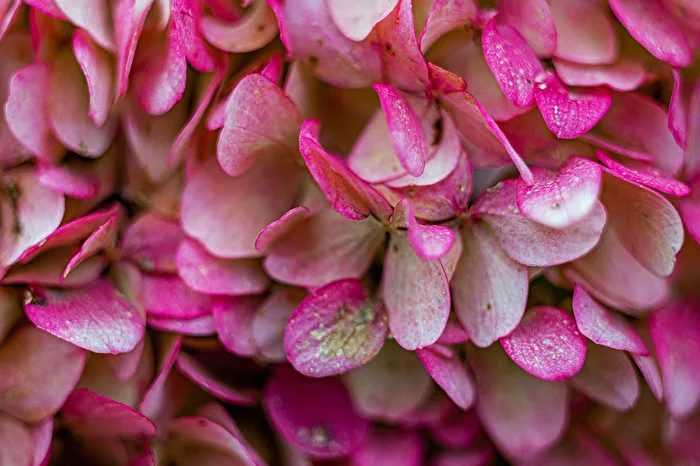 Herbstliche Hortensie