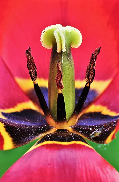Innenleben Tulpe