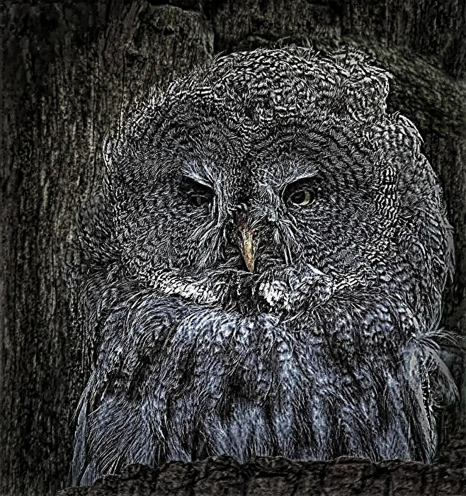 bad tempered young hawk owl