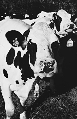 Kühe gab es übrigens auch