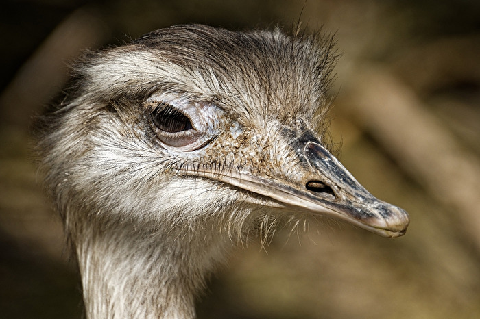 Emu