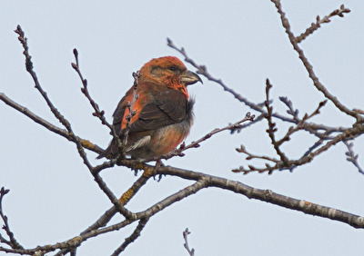 der Herr Fichtenkreuzschnabel, ein wahrer Prachtbursche
