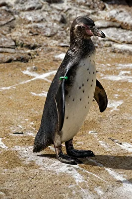 Pinguin