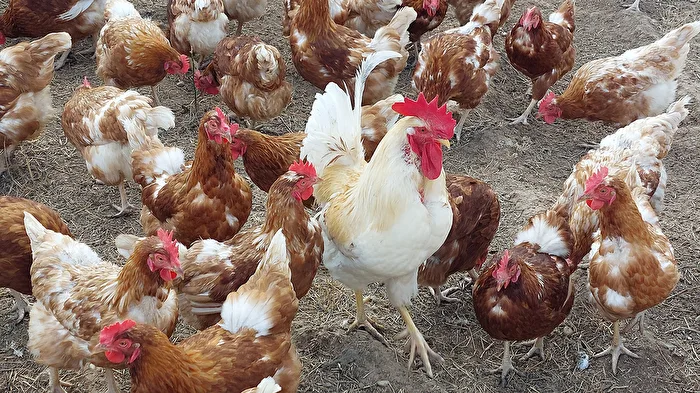 Vorrei essere un pollo....