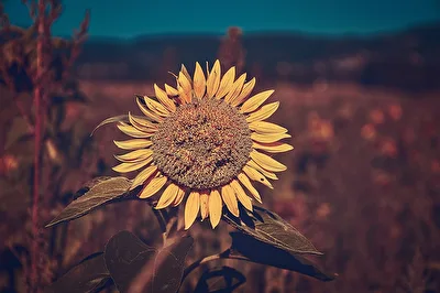 Sonnenblume im August