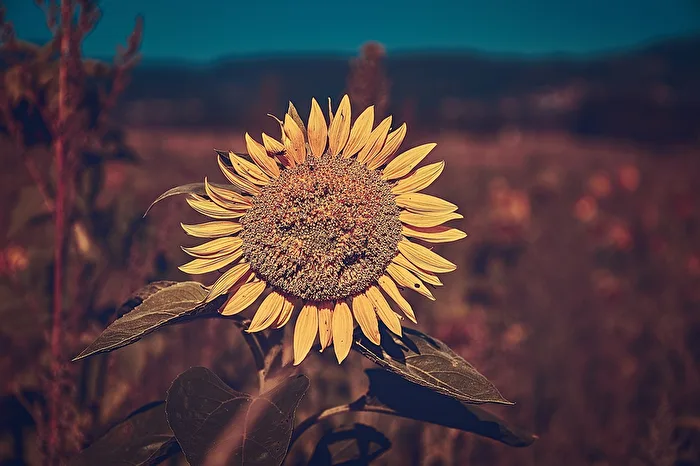Sunflower in August