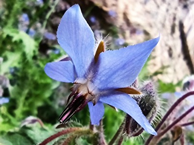 Borago officinalis