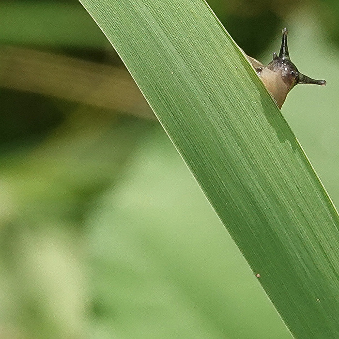 Lass ihn mal suchen!