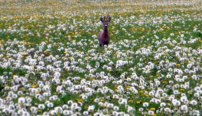 Der Rehbock........