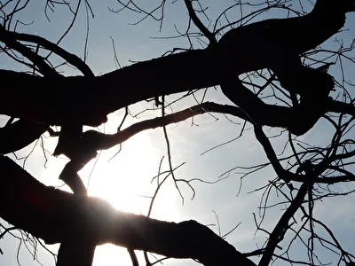 im Gegenlicht