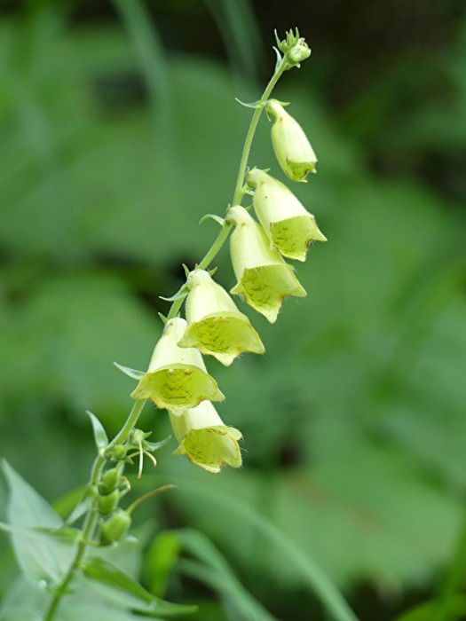 Das Bild zeigt einen Großblütigen Fingerhut