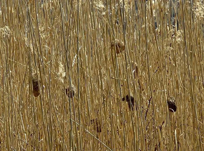 Bird nests in the reeds