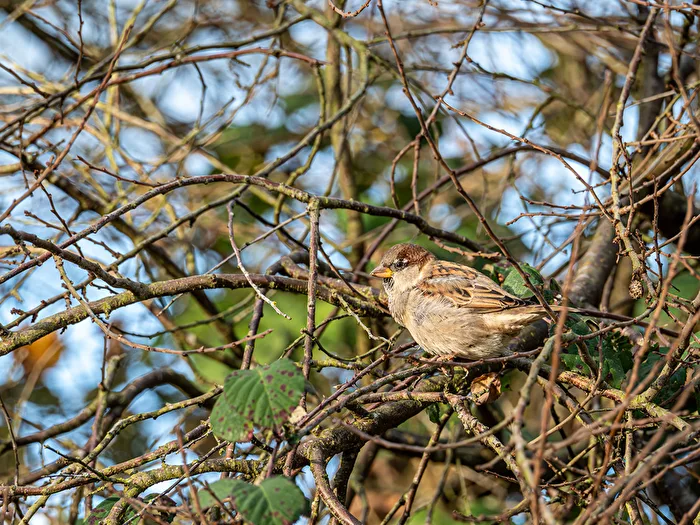 Mr. Sparrow
