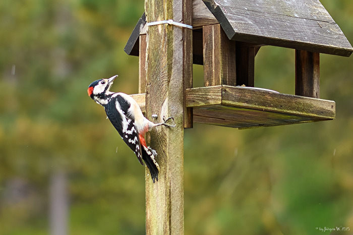 Buntspecht am Futter