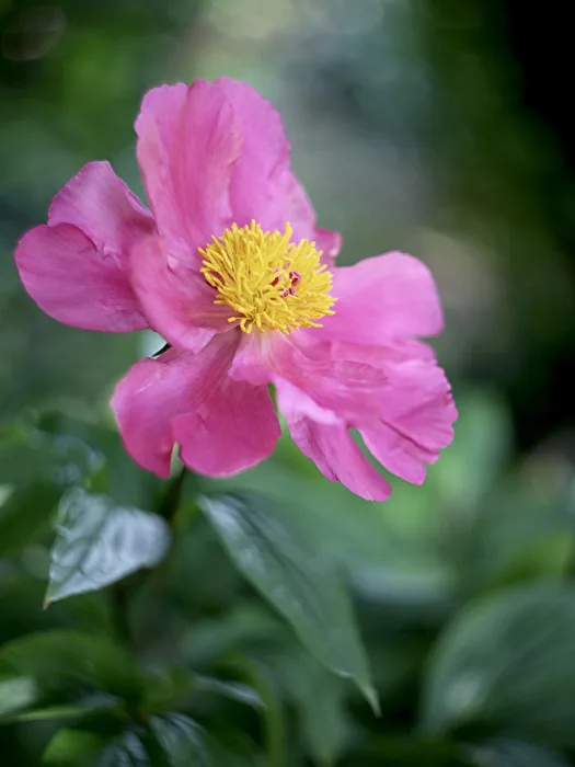 Chinese Peony