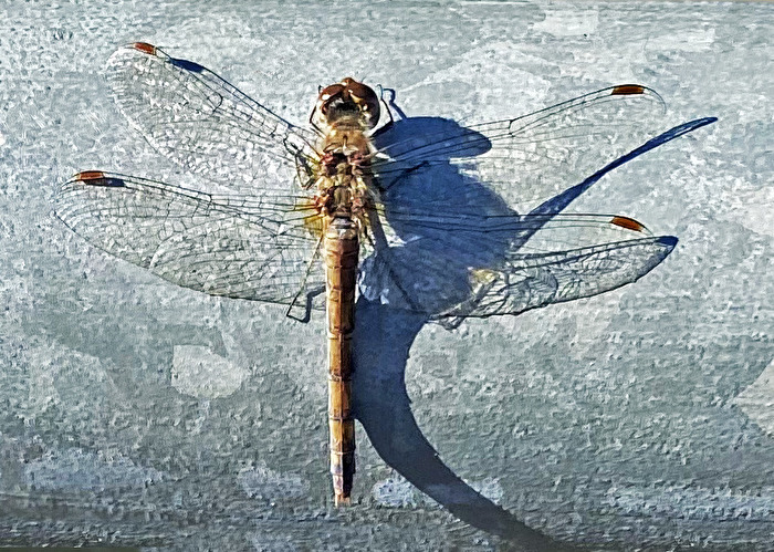 Drachen (im weitesten Sinne)