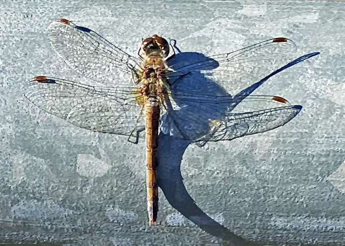 Drachen (im weitesten Sinne)