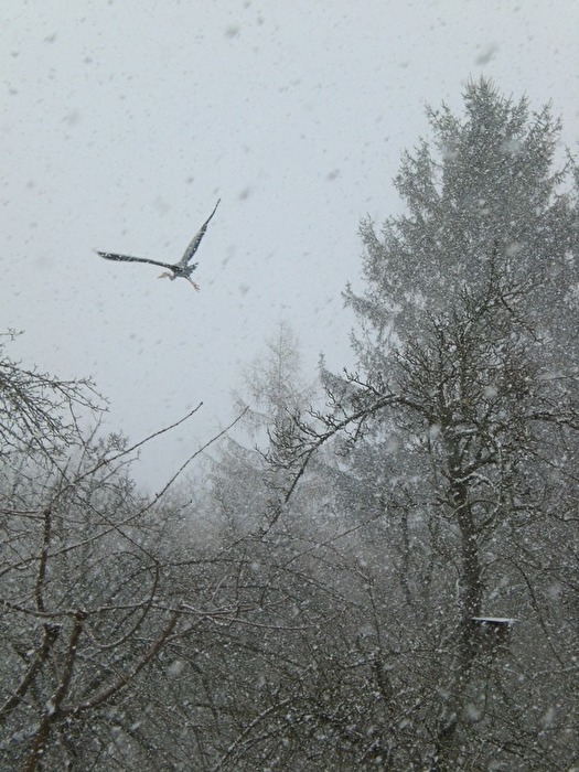 Flockentanz