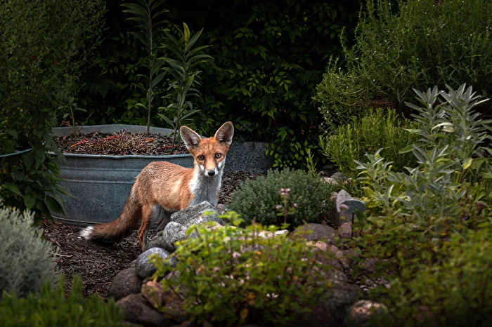 Surprising visit in the garden