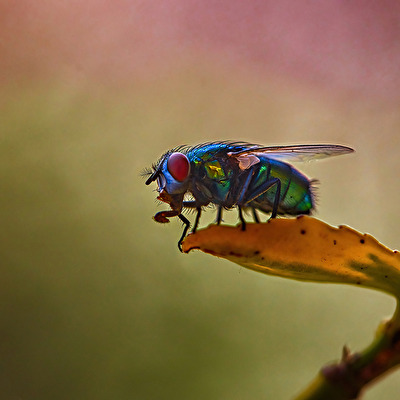 Die gemeine Hausfliege