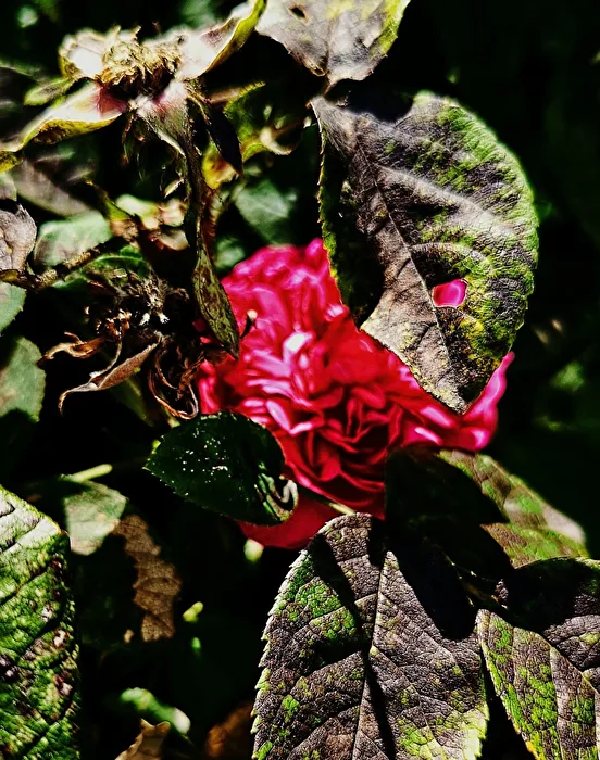 Hidden Beauty