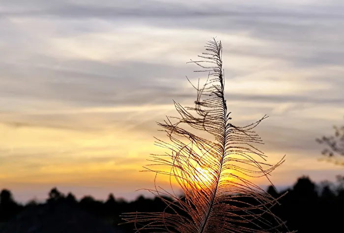 durch eine Feder