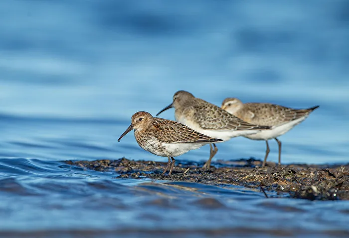 Alpine sandpiper