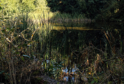 Zugegschnittenes Biotop Foto