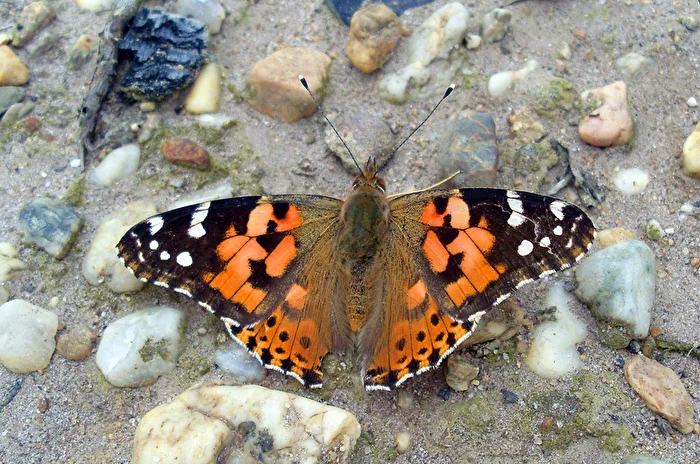 Painted Lady Butterfly