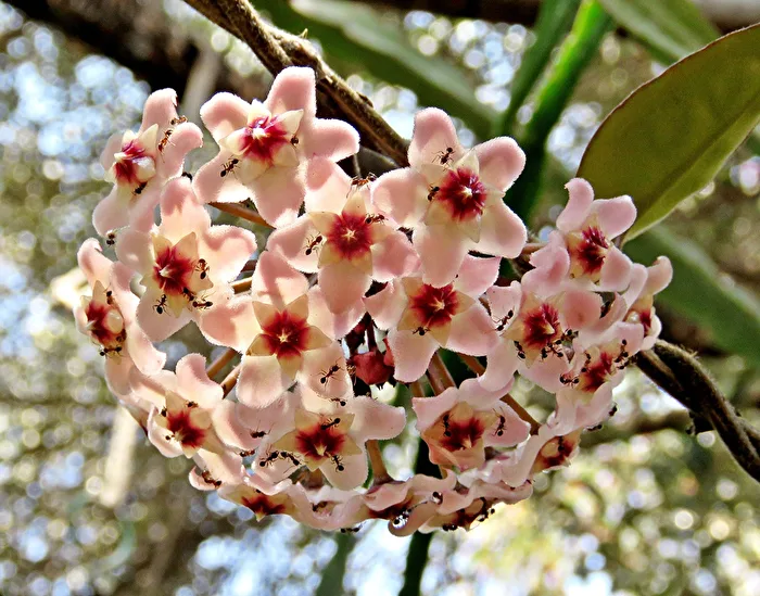 A las hormigas les gusta la flor