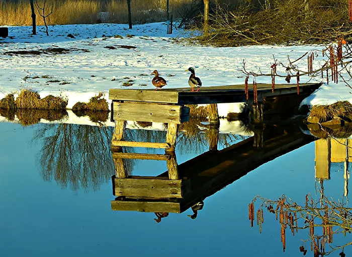 Winterromanze