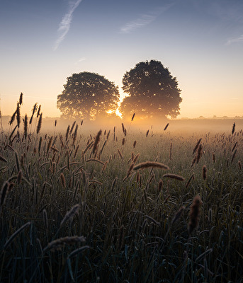 Morgendunst am Niederrhein