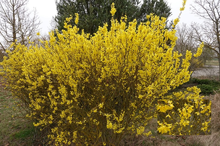 Forsythien