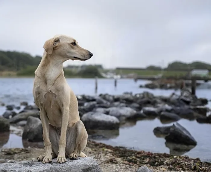 Hunde