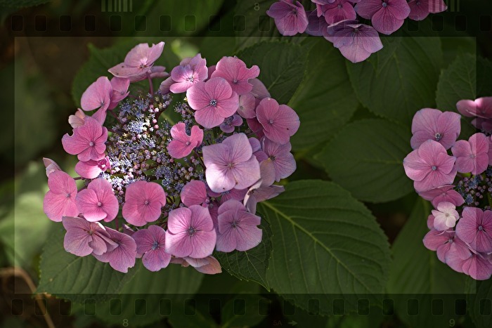 Tellerhortensie