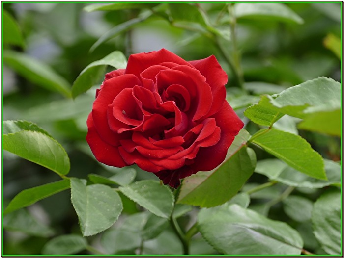 Rote Rose