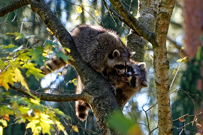 Raccoon