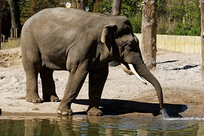 Elefant